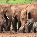 que comen los elefantes africanos4