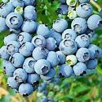 types of blueberries5