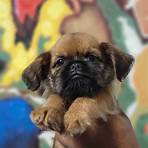 brussels griffon puppies for sale2