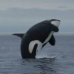 orca wale3