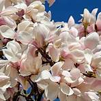magnolia cos'è4