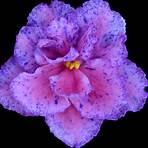 cheyenne violet winter1