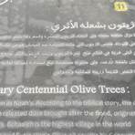 the sisters olive trees of noah4