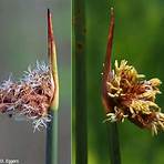 How many bristles does a Schoenoplectus acutus have?2