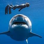 Shark5