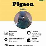 pigeon3