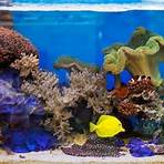 marine aquarium help4