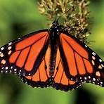 monarch2