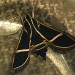 hawk moth caterpillar4