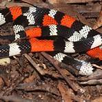 small gray snake northeast brazil1