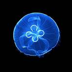 medusa común (aurelia aurita)4