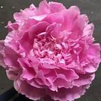 is dr alexander fleming a good peony company2