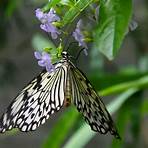 butterfly conservatory niagara falls address2