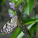 Niagara Parks Butterfly Conservatory2