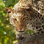 le léopard1