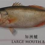香港食用淡水魚1