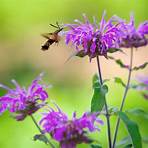 how do you care for a bee balm plant for sale2