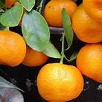 werden mandarinen gefärbt4