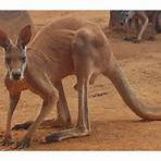 canguru simbolo da australia3