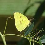 borboleta amarela clara significado4