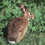 European rabbit wikipedia1