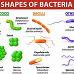 definition of eubacteria4