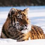 tigre siberiana3
