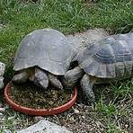 welche schildkröten leben in deutschland3