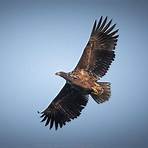 raf golden eagle flight cranwell3