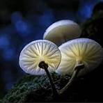 5 especies del reino fungi4