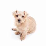 norfolk terrier1