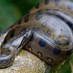 is the anaconda endangered species group a real number2