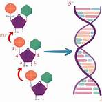 steps in dna replication2