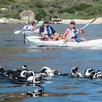 paddling with penguins1