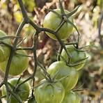 grüne tomaten nachreifen lassen giftig2