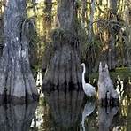 swamp wikipedia4