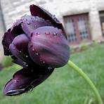 The Black Tulip3