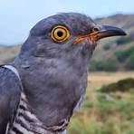 cuckoo ornithology1
