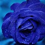 Blue Rose5