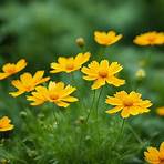how do you prune coreopsis flowers video1