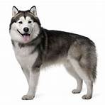 malamute d'alaska1