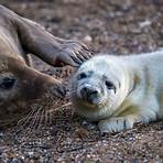 mablethorpe seal sanctuary and wildlife centre tallahassee4