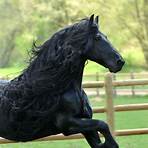 frederick the great horse friesian stallion3