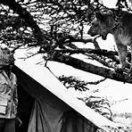 joy adamson lioness images2