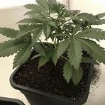 cannabis pflanzen für zuhause4