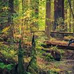redwood forest2