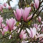 What is the classification of Magnolia?2