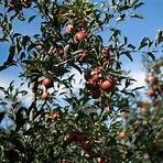 where can you pick apples in upstate ny today live streaming2