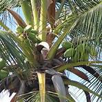 palmeras de coco1