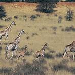 informationen über giraffen2